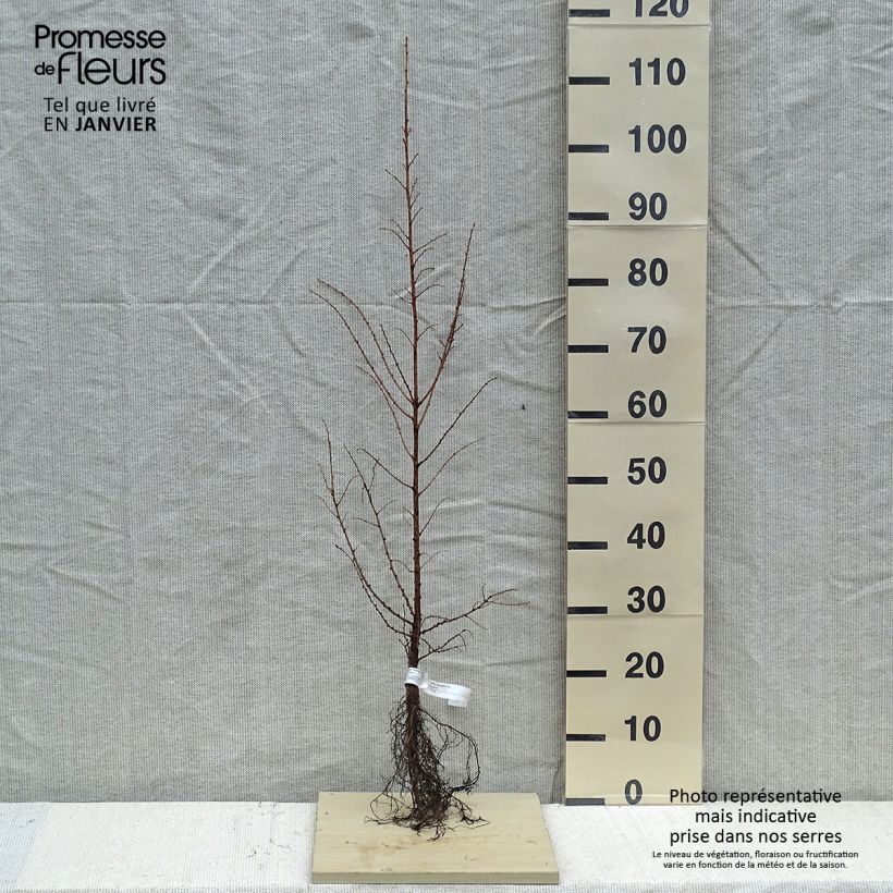 Larix kaempferi - Larch Bare root sample as delivered in winter