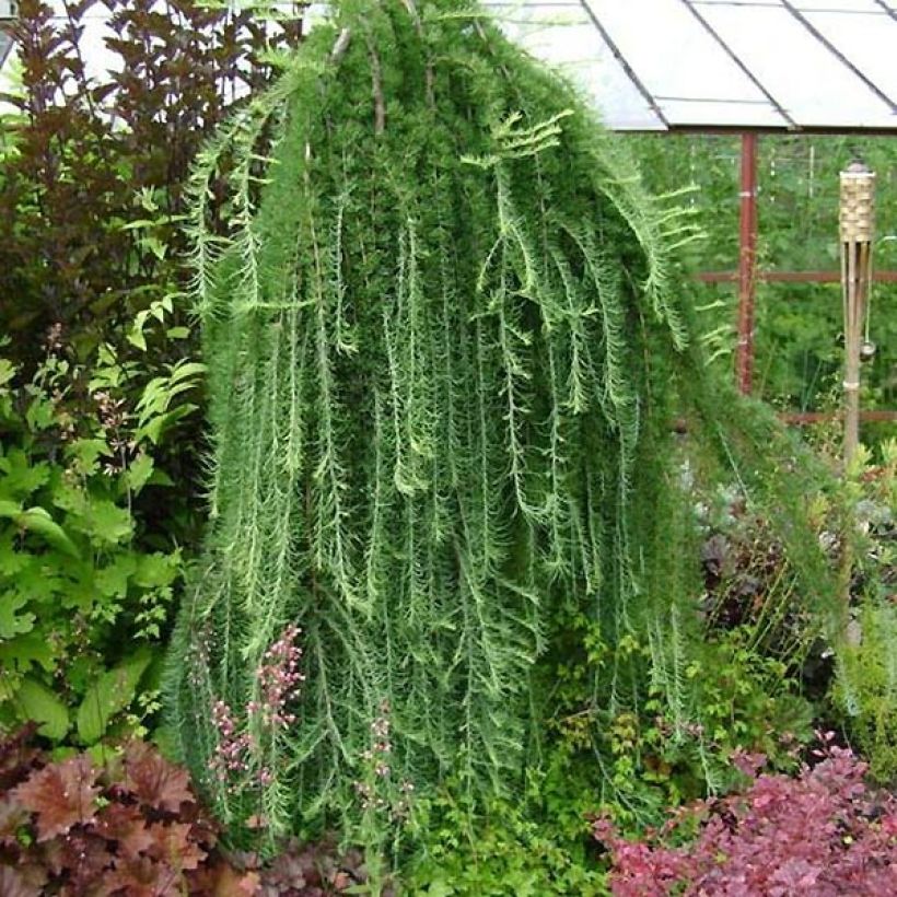 Larix kaempferi Stiff Weeping - Larch (Plant habit)