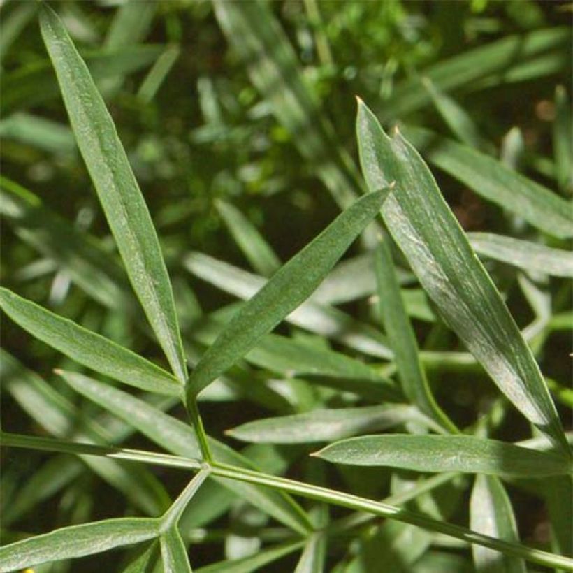 Laserpitium siler (Foliage)