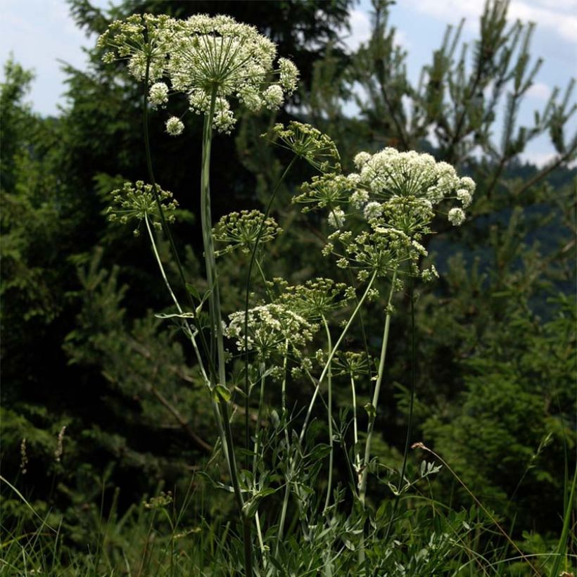 Laserpitium siler (Flowering)