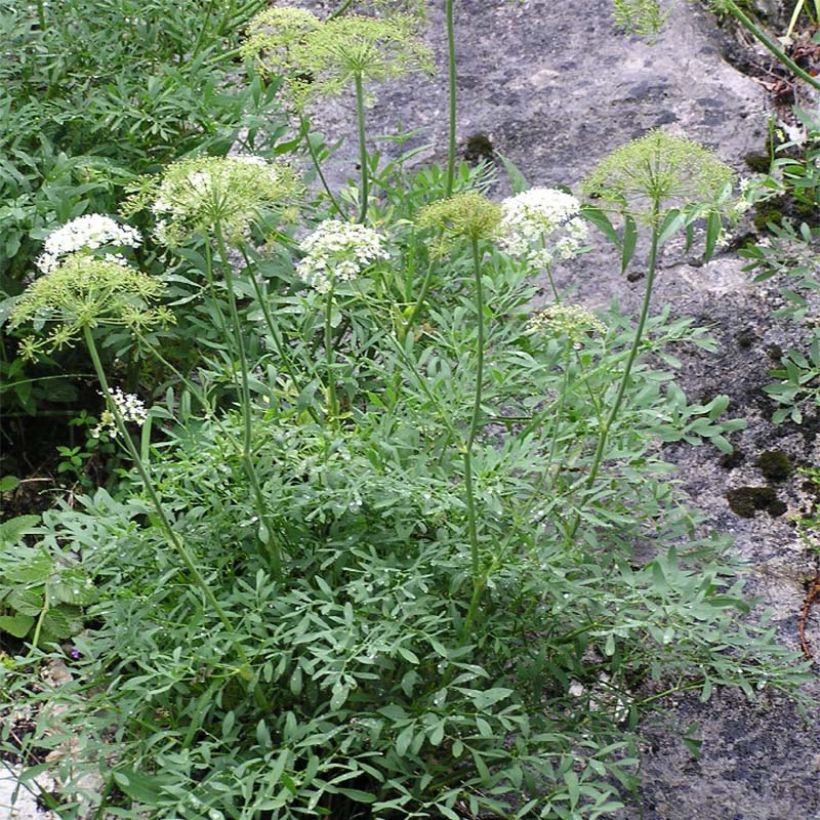 Laserpitium siler (Plant habit)