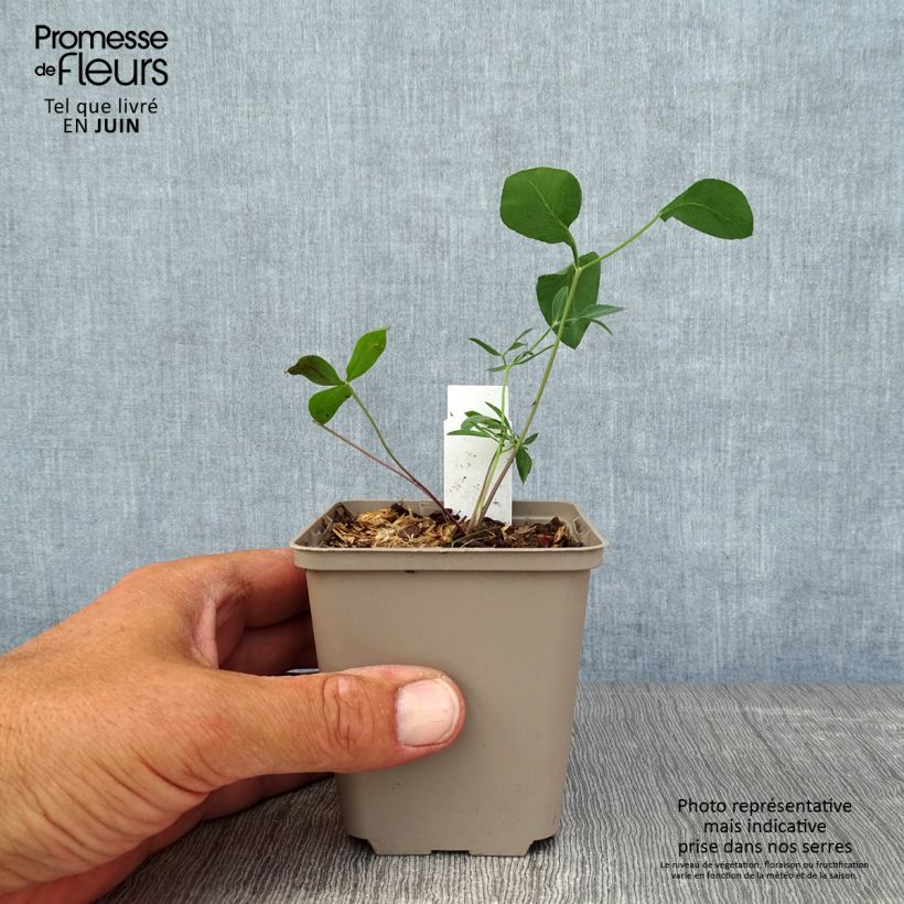 Laserpitium siler 8/9 cm pot sample as delivered in summer