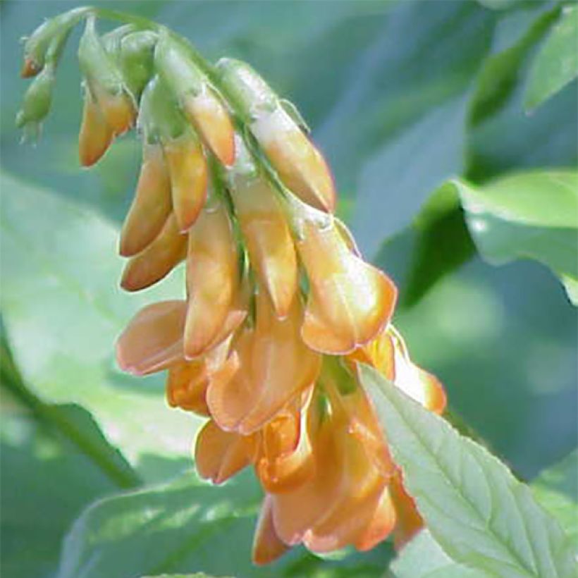 Lathyrus aureus (Flowering)