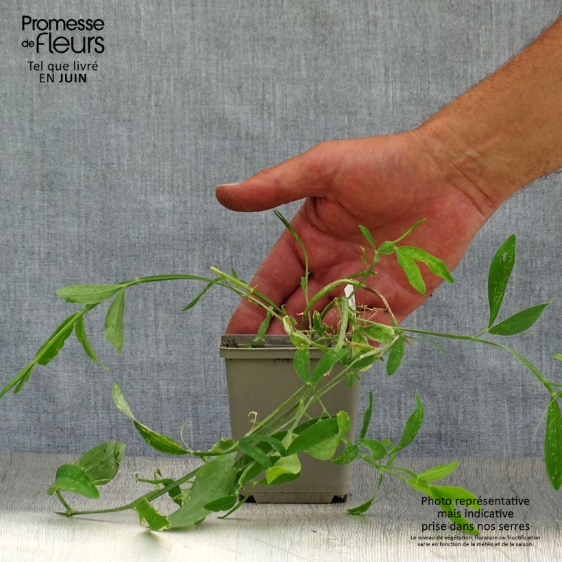 Lathyrus latifolius Pink Pearl - Broadleaf Sweetpea 8/9 cm pot sample as delivered in summer