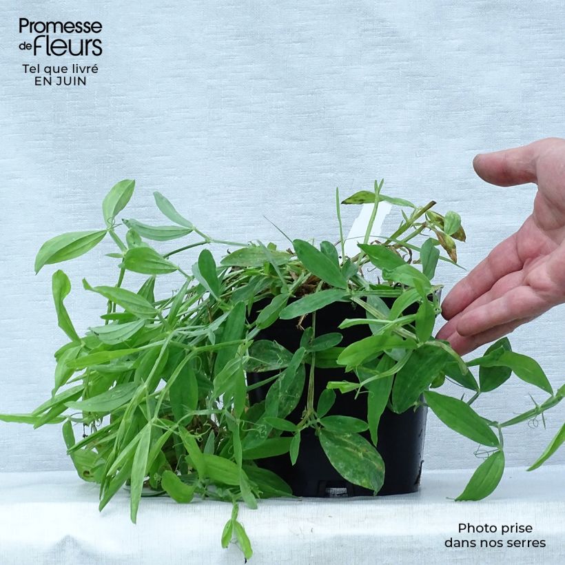 Lathyrus latifolius Pink Pearl - Broadleaf Sweetpea 2L/3L pot sample as delivered in summer