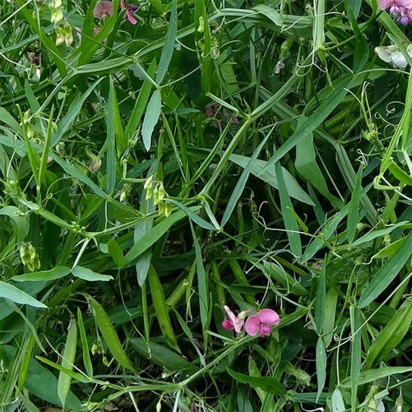 Lathyrus latifolius Red Pearl - Broadleaf Sweetpea (Foliage)