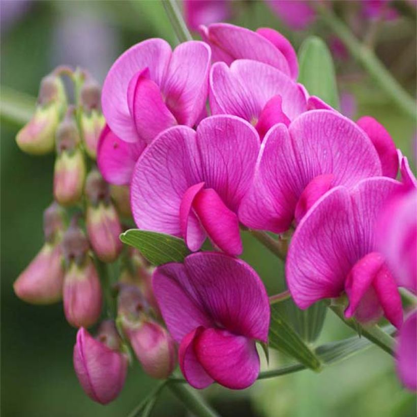 Lathyrus latifolius Red Pearl - Broadleaf Sweetpea (Flowering)