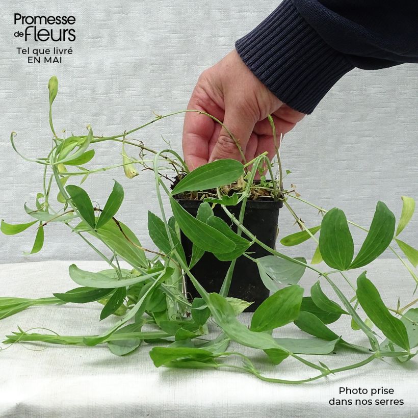 Lathyrus latifolius Red Pearl - Broadleaf Sweetpea sample as delivered in spring