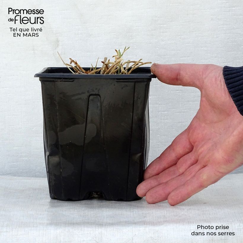 Lathyrus latifolius Red Pearl - Broadleaf Sweetpea 2L/3L pot sample as delivered in spring