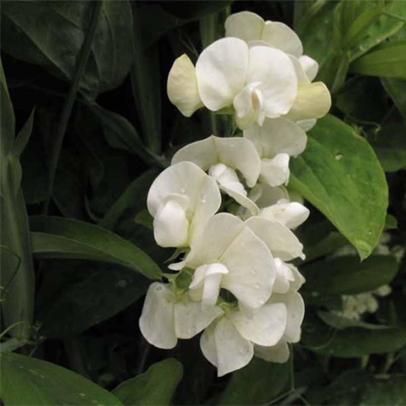 Lathyrus latifolius White Pearl - Broadleaf Sweetpea (Flowering)