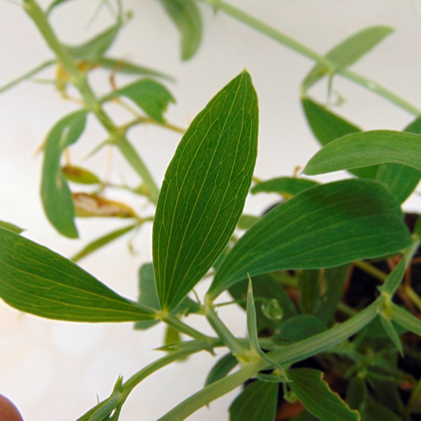 Lathyrus latifolius White Pearl - Broadleaf Sweetpea (Foliage)