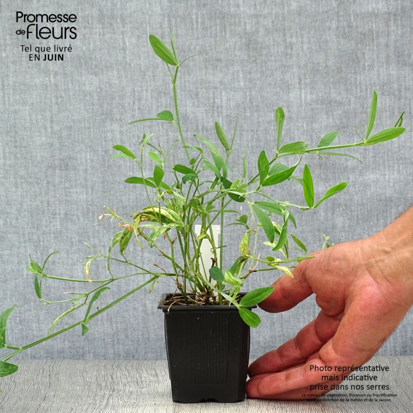 Lathyrus latifolius White Pearl - Broadleaf Sweetpea 8/9 cm pot sample as delivered in summer