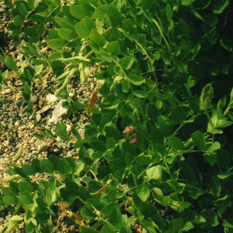 Lathyrus maritimus - Beach Pea (Foliage)