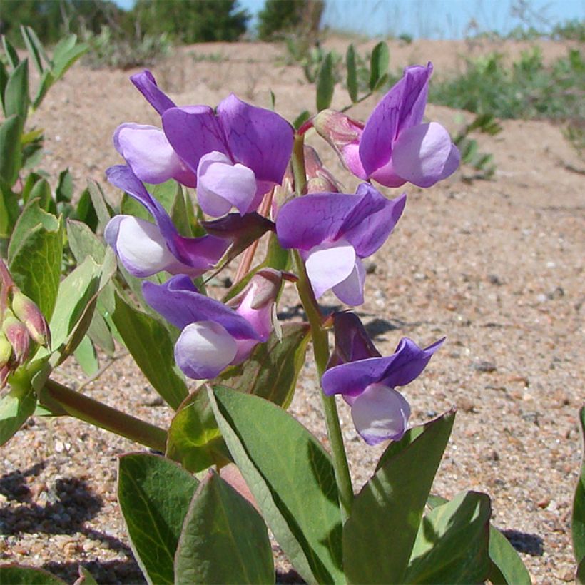 Lathyrus maritimus - Beach Pea (Flowering)