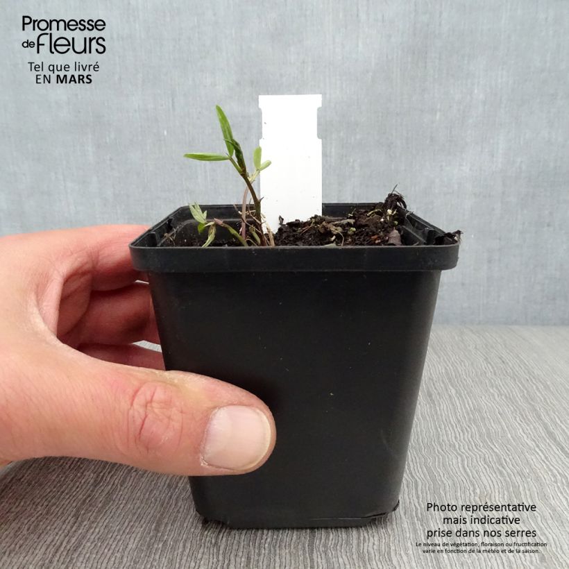 Lathyrus niger 8/9 cm pot sample as delivered in spring