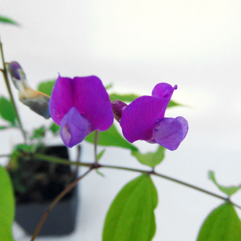 Lathyrus vernus (Flowering)