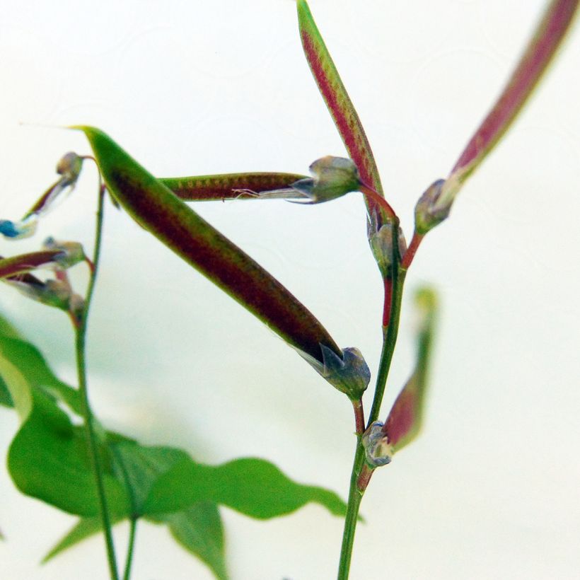 Lathyrus vernus (Harvest)