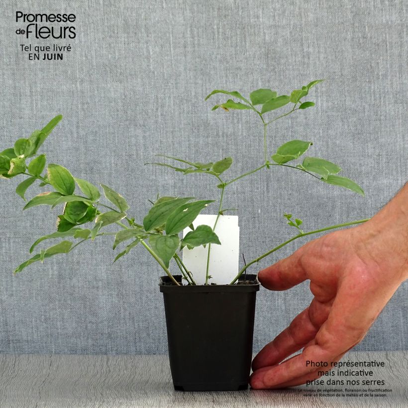 Lathyrus vernus 8/9 cm pot sample as delivered in summer