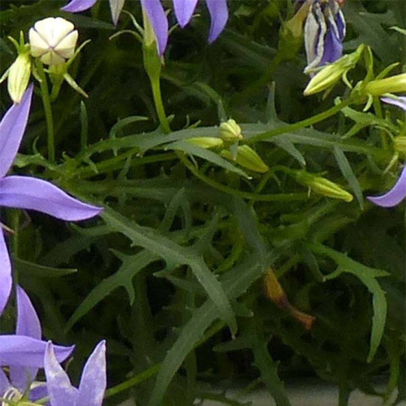 Isotoma axillaris Beths Blue - Rock Isotome (Foliage)