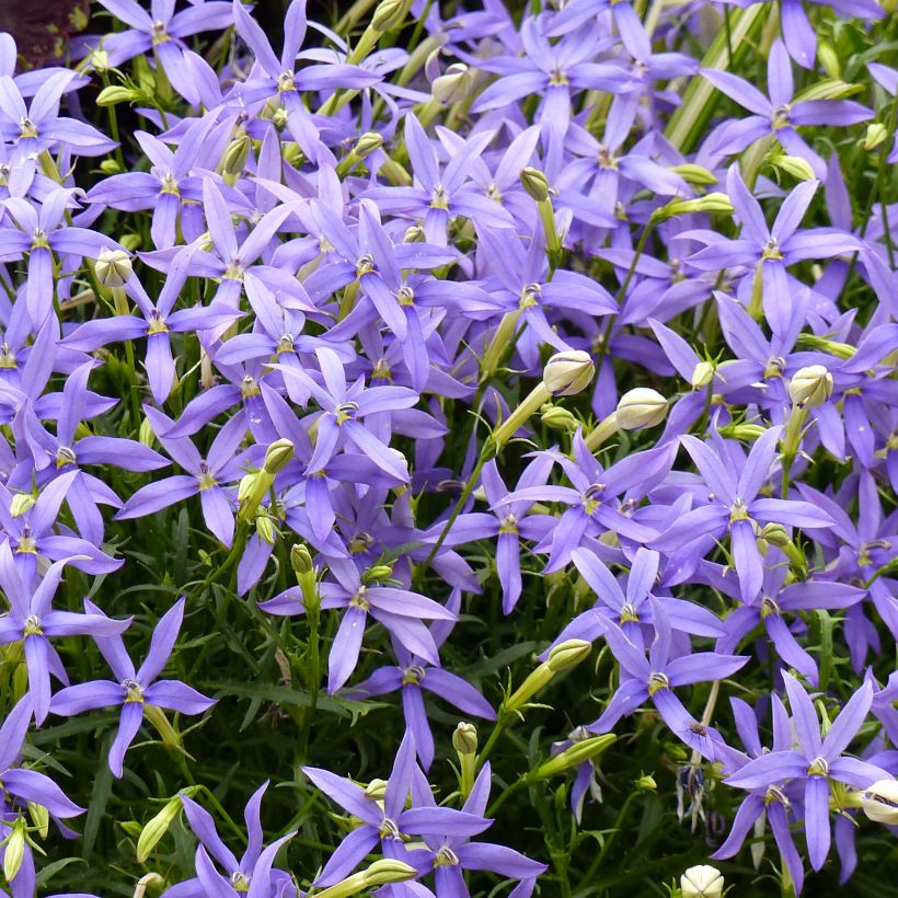 Isotoma axillaris Beths Blue - Rock Isotome (Flowering)