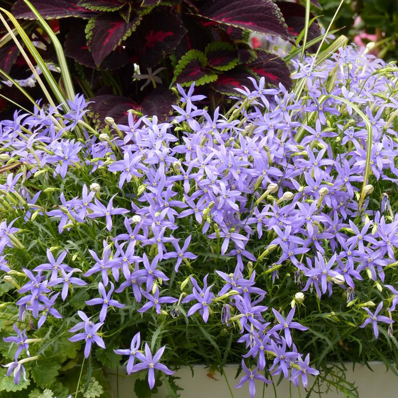 Isotoma axillaris Beths Blue - Rock Isotome (Plant habit)