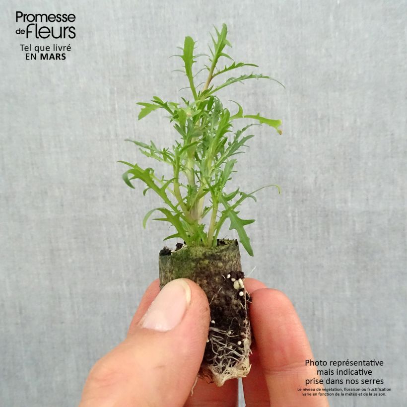 Isotoma axillaris Beths Blue - Rock Isotome Plug plant 3/4cm sample as delivered in spring