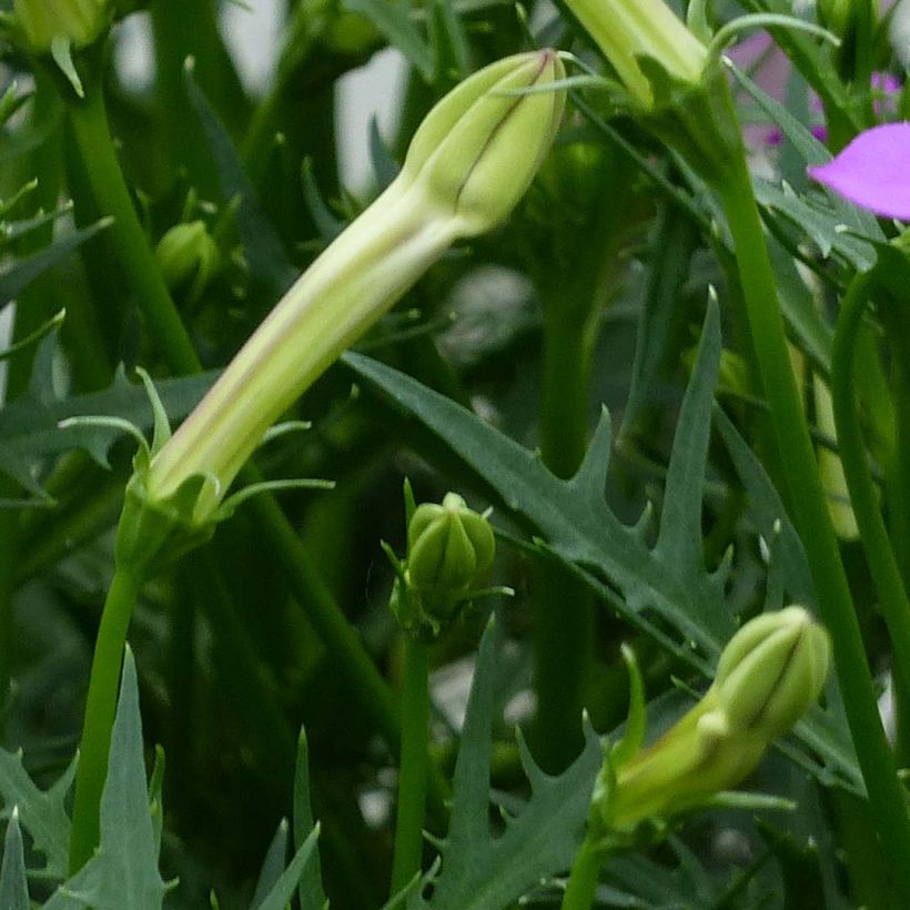 Isotoma axillaris Pattis Pink - Rock Isotome (Foliage)