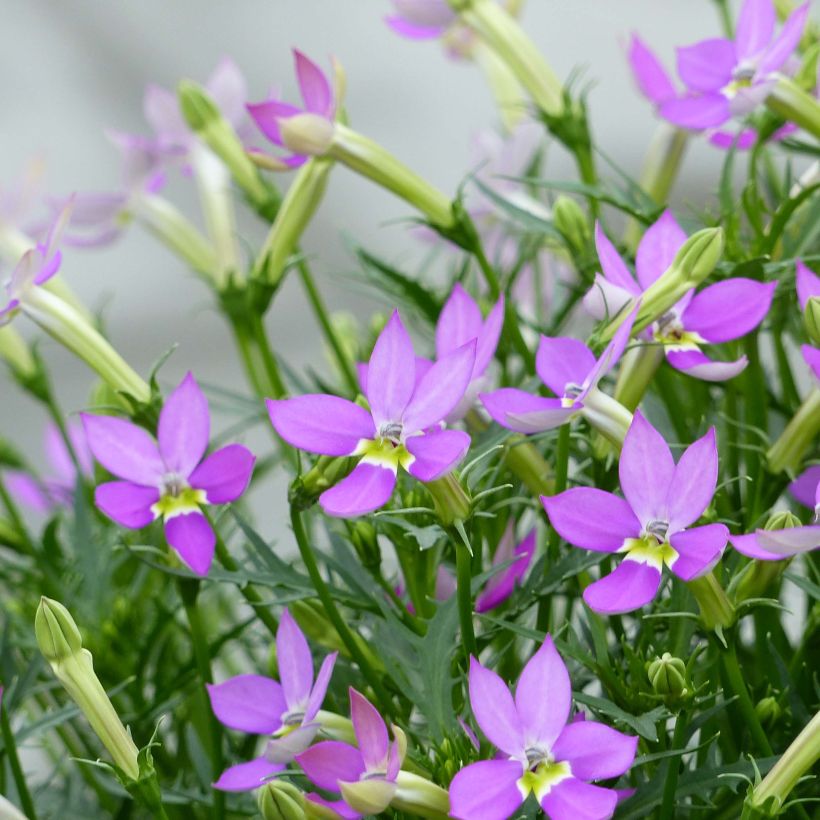 Isotoma axillaris Pattis Pink - Rock Isotome (Flowering)