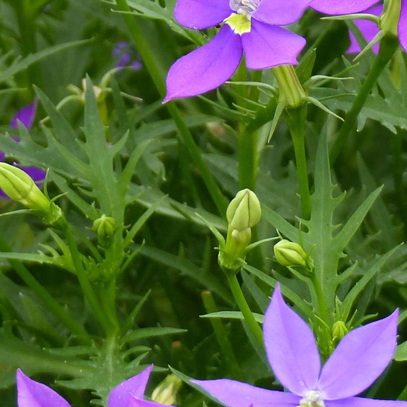 Isotoma axillaris FizznPop Glowing Purple - Rock Isotome (Foliage)