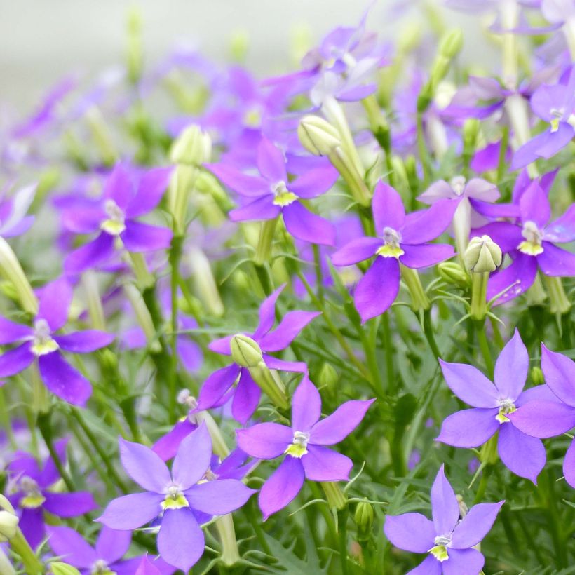 Isotoma axillaris FizznPop Glowing Purple - Rock Isotome (Flowering)