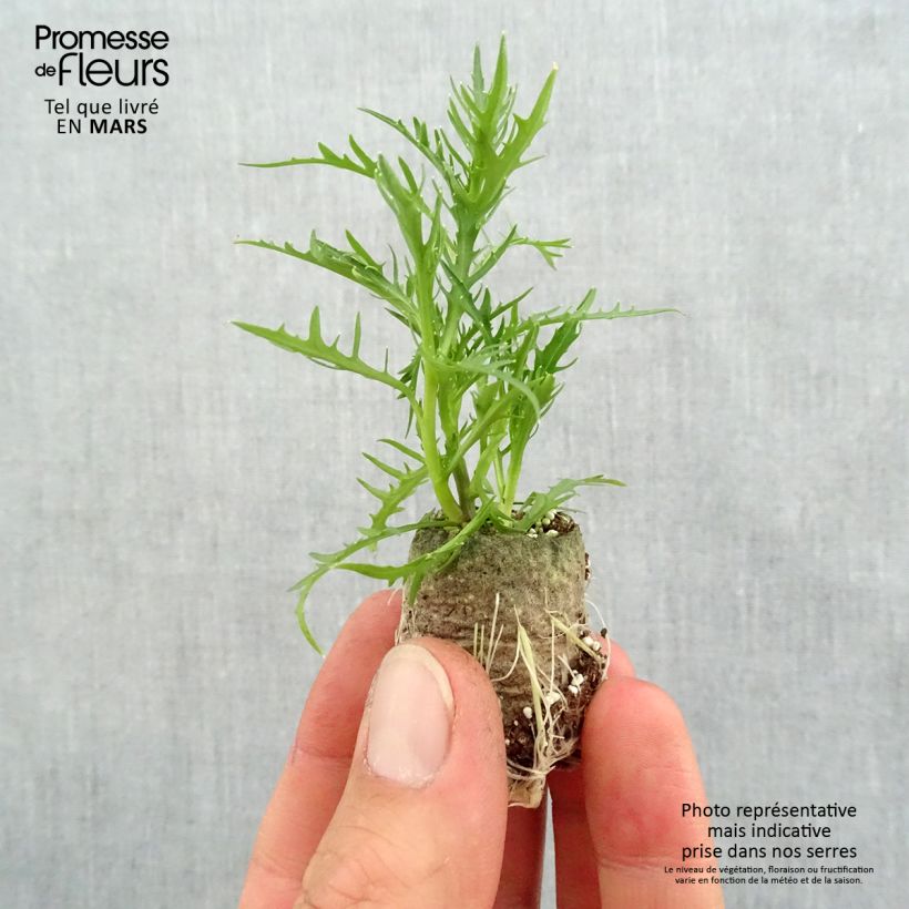 Isotoma axillaris Pattis Pink - Rock Isotome Plug plant 3/4cm sample as delivered in spring