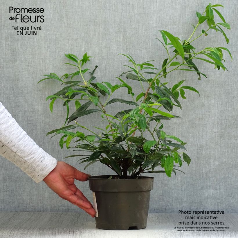 Prunus laurocerasus Zabeliana - Cherry Laurel 4L/5L pot sample as delivered in summer