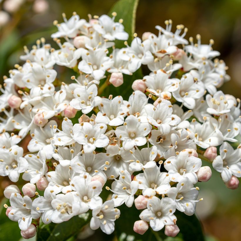 Viburnum tinus Giganteum (Flowering)