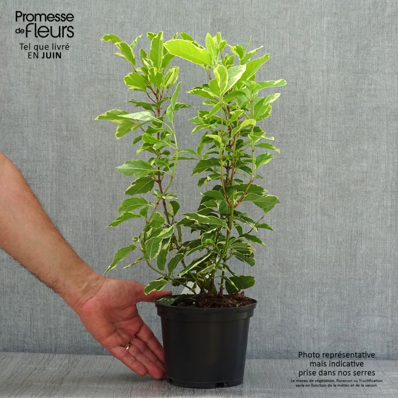 Viburnum tinus Variegatum 2L/3L pot sample as delivered in summer