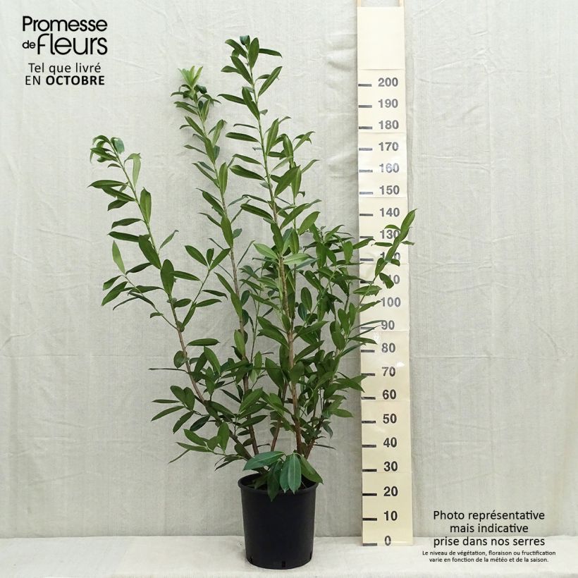 Prunus laurocerasus Caucasica - Caucasian Laurel 18L/20L pot sample as delivered in summer