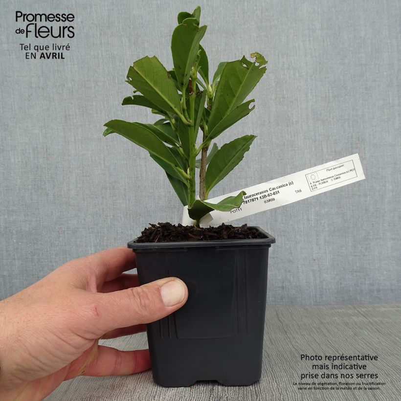 Prunus laurocerasus Caucasica - Caucasian Laurel sample as delivered in spring