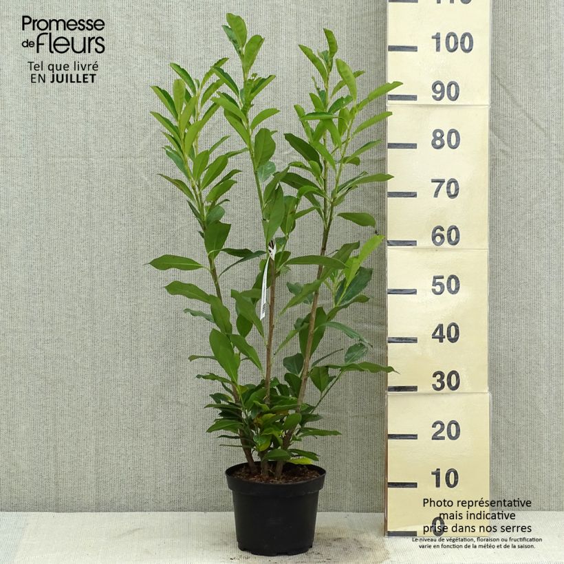 Prunus laurocerasus Elly - Cherry Laurel 3L/4L pot sample as delivered in summer
