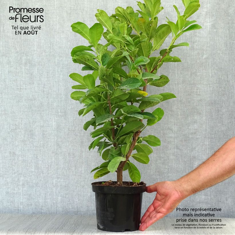Prunus laurocerasus Etna- Cherry Laurel 2L/3L pot sample as delivered in summer