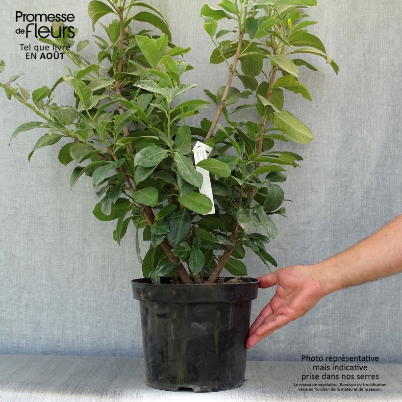 Prunus laurocerasus Etna- Cherry Laurel 6L/7L pot sample as delivered in summer