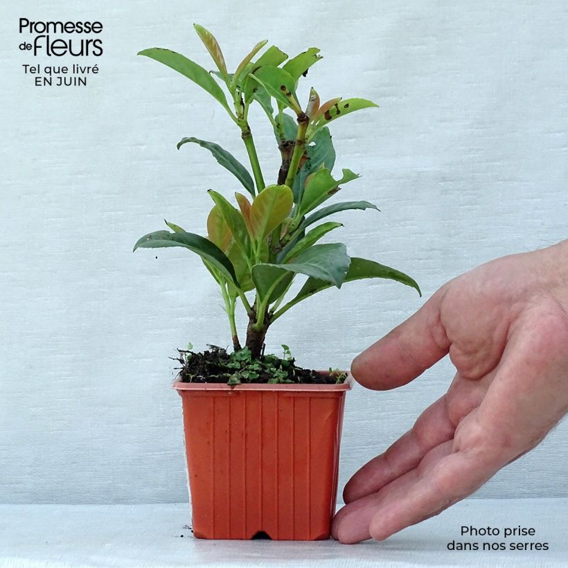 Prunus laurocerasus Etna- Cherry Laurel 8/9 cm pot sample as delivered in summer