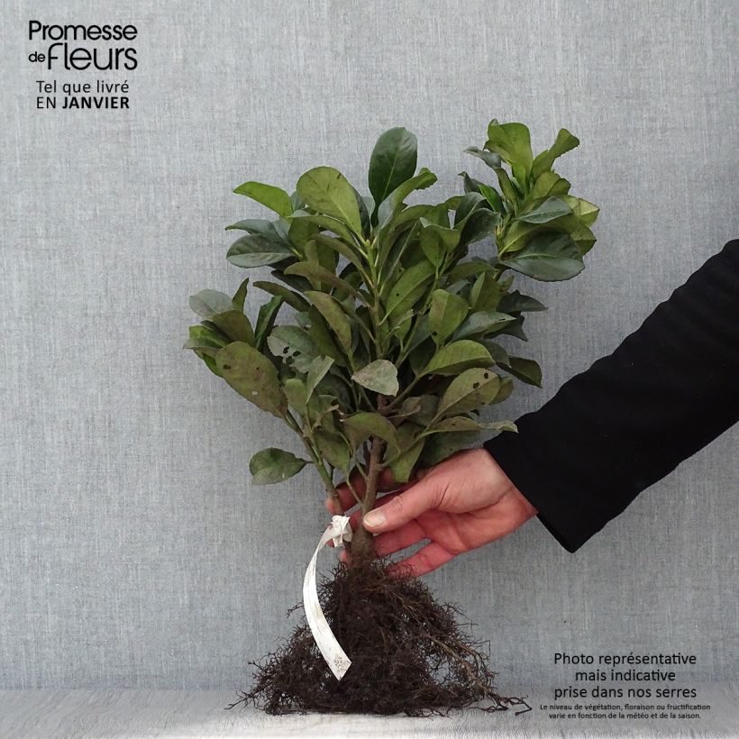 Prunus laurocerasus Etna- Cherry Laurel Bare root sample as delivered in winter
