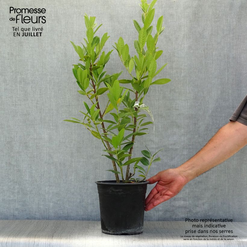 Prunus laurocerasus Greentorch - Cherry Laurel 3L/4L pot sample as delivered in summer