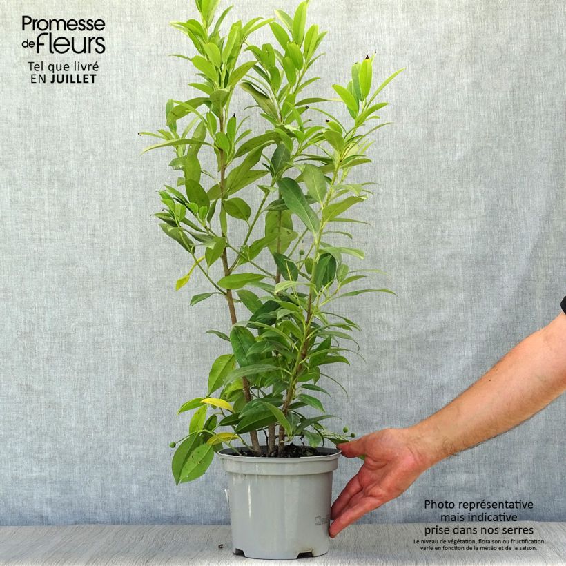 Prunus laurocerasus Herbergii- Cherry Laurel 3L/4L pot sample as delivered in summer