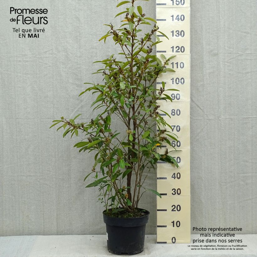 Prunus laurocerasus Herbergii- Cherry Laurel sample as delivered in spring