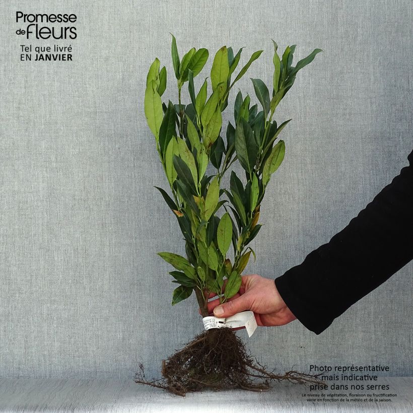 Prunus laurocerasus Herbergii- Cherry Laurel Bare root sample as delivered in winter
