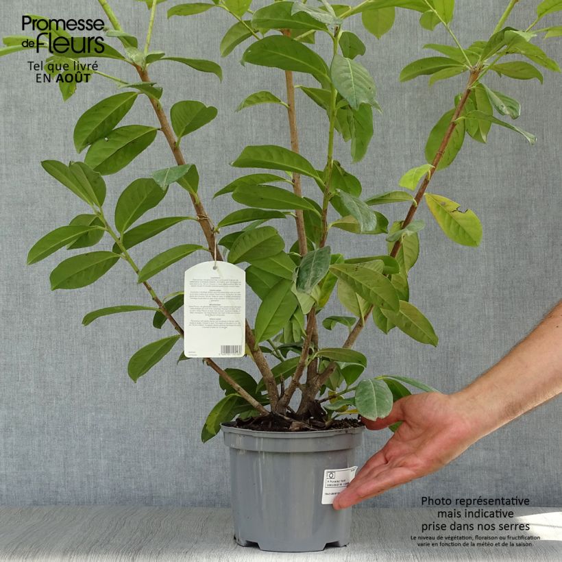 Prunus laurocerasus Novita- Cherry Laurel 4L/5L pot sample as delivered in summer