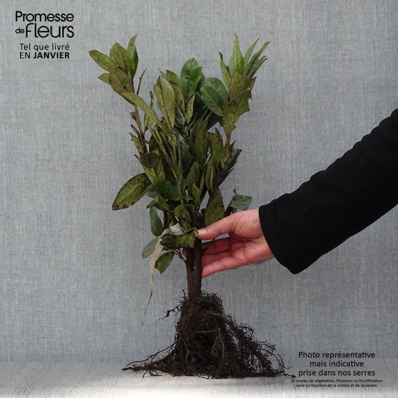Prunus laurocerasus Novita- Cherry Laurel Bare root sample as delivered in winter