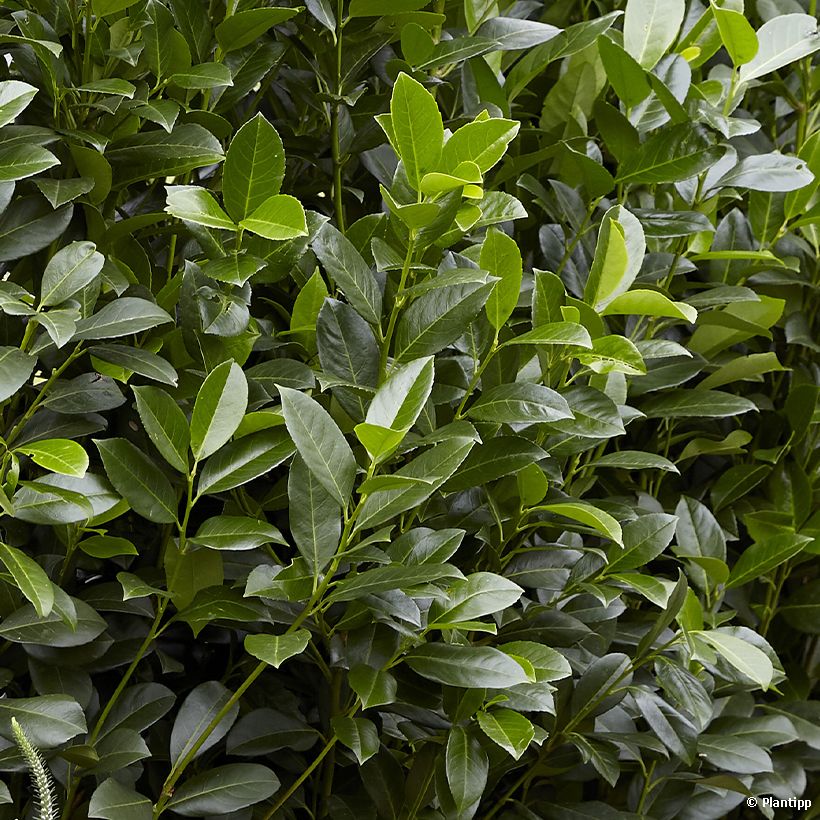 Prunus laurocerasus Obelisk - Cherry Laurel (Foliage)