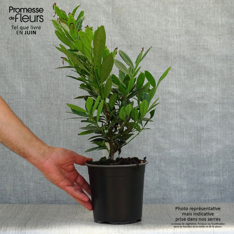 Prunus laurocerasus Otto Luyken - Cherry Laurel 2L/3L pot sample as delivered in summer