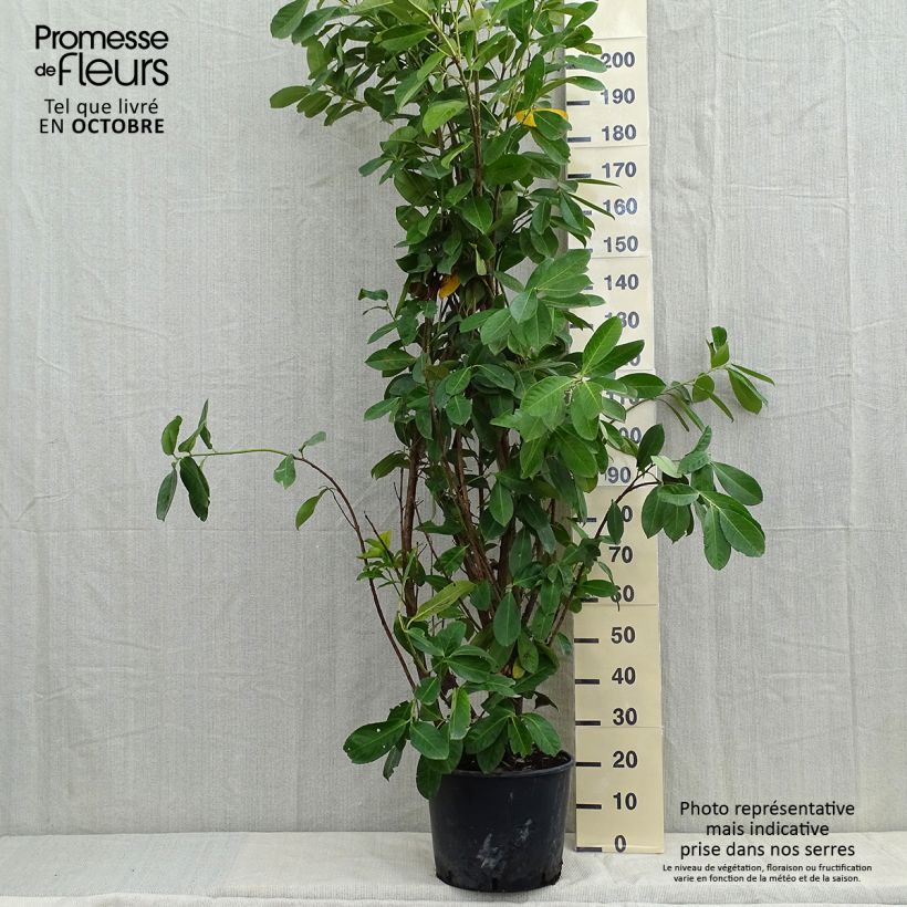 Prunus laurocerasus - Cherry Laurel 7.5L/10L pot sample as delivered in autumn